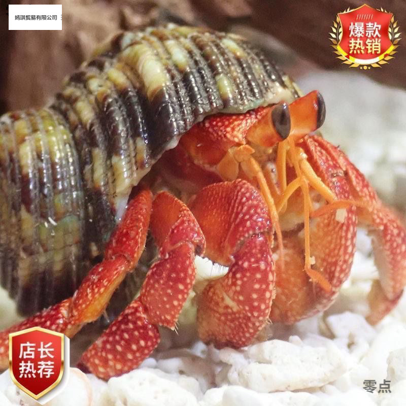 宠物网红可爱寄居蟹观赏短腕灰白陆生寄居蟹可爱蟹厂家直销速卖通|ms