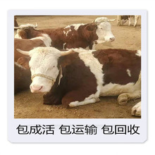 西门塔尔牛牛犊牛肉 育肥牛 活牛出售小牛 肉牛出售 西门塔尔牛