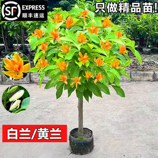 һ�����l���m�����玧�������m������S���m�ͺ������҃����ļ���