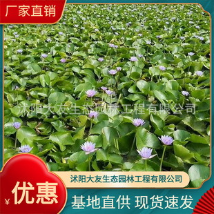 Water Lily Pond Large Water Lily Fish Tank Water Lily Ornamental Flower Opening Water Lily Base Wholesale Hydroponic Water Lily Rhizome