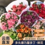 云南多头直发节日鲜切花