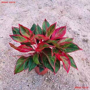 �����f��t��������ˮ�༪���t�����k���Ұ����҃ȾGֲ��������ȩ