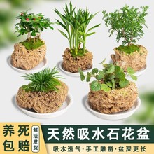 可定制花盆吸水石上水石天然奇石原石盆金钱菖蒲多肉盆景微景观