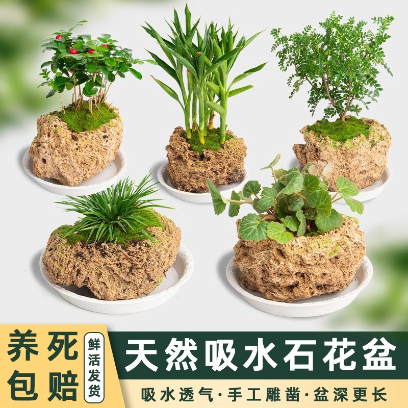 可定制花盆吸水石上水石天然奇石原石盆金钱菖蒲多肉盆景微景观
