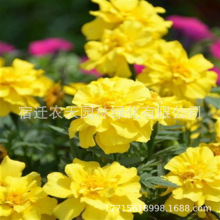 ȸݷNļ׻Сf۾ջN^p̨GݷN