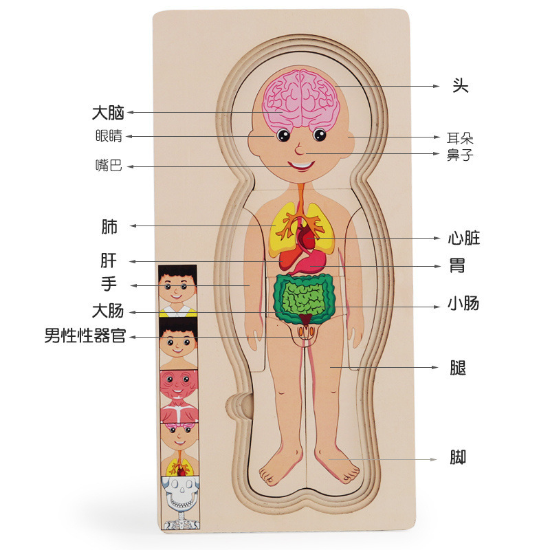 Kindergarten herramientas de educación de la primera infancia rompecabezas de estructura corporal de múltiples capas de madera para niños y niñas rompecabezas de órganos corporales