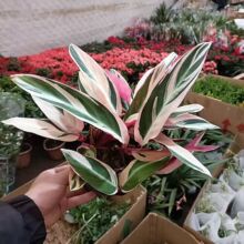桌面观叶小绿植四季常青七彩竹芋盆栽办公室内花卉水培植物