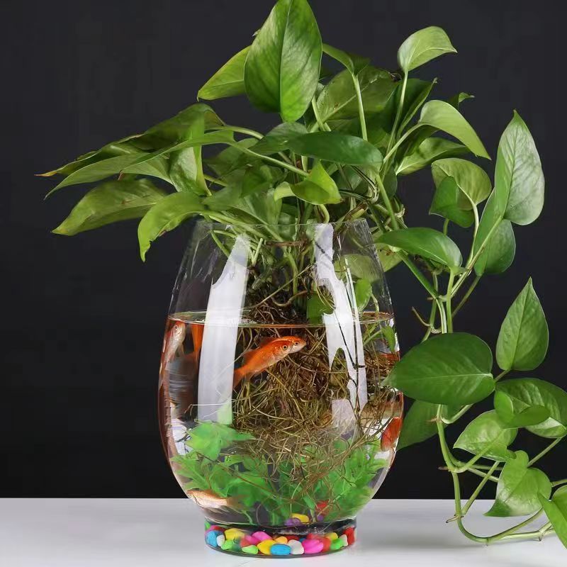 Botella de vidrio hidropónico huevo de dinosaurio tamaño acuario acuario de vidrio acuario fábrica de vasijas transparentes idea al por mayor