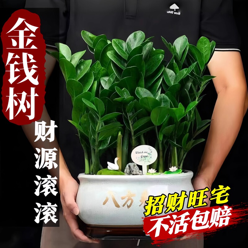 Money Tree Potted Plant Indoor Plant Big Tree Lucky House Green Plant Flowers Indoor Hydroponic Plant Living Room Lucky Tree