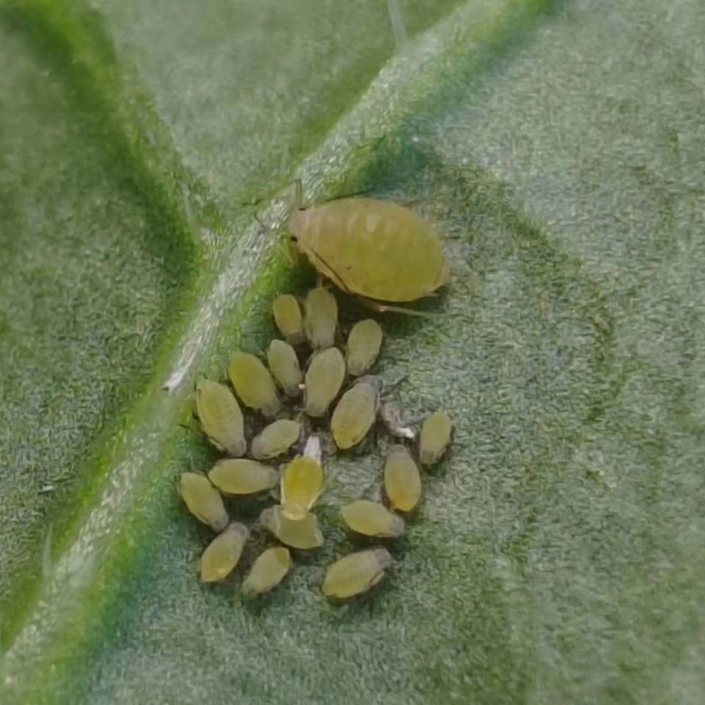 蚜虫科研虫 (9).jpg