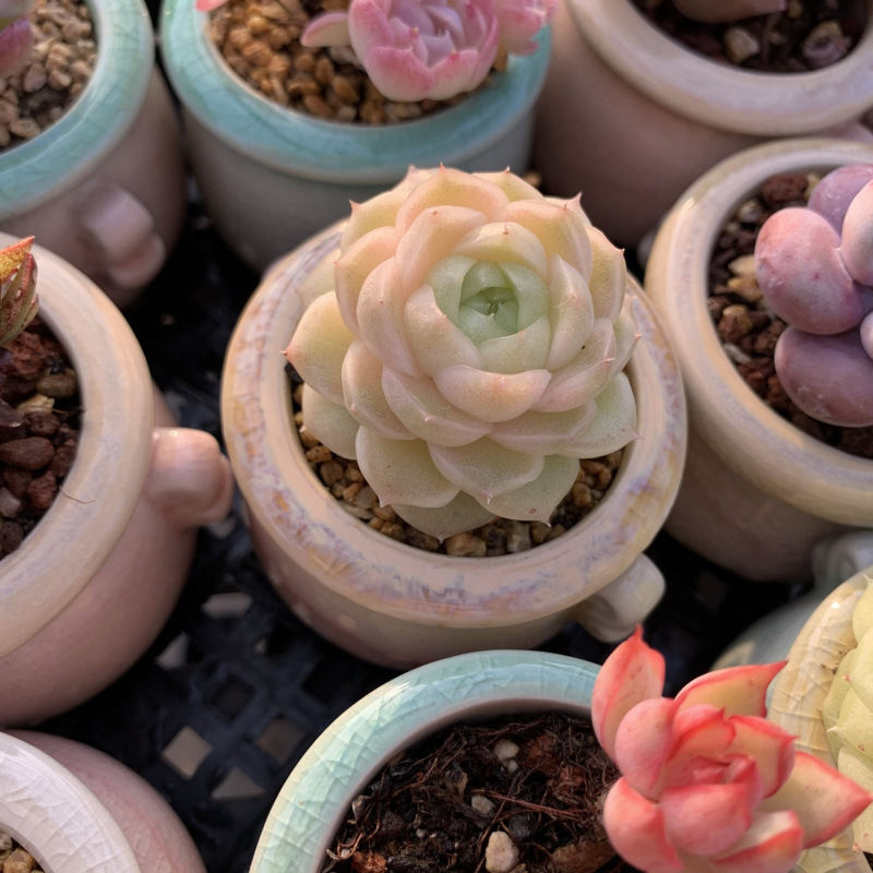小さな多肉植物、超かわいい、貴重で希少な親指鉢、ミニ鉢植え、鉢付き多肉植物鉢植え、小さな古い支柱|undefined