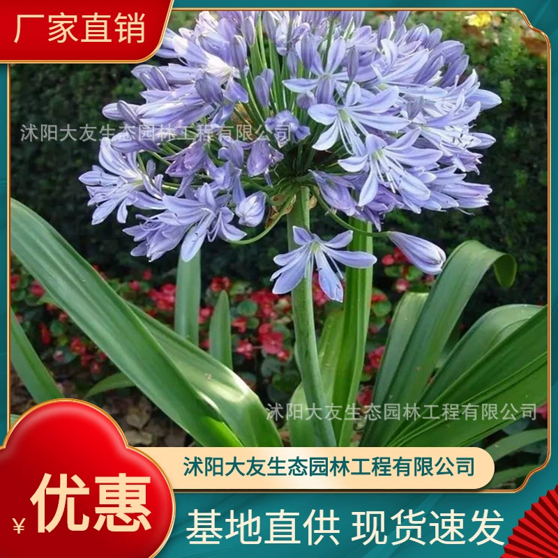 Базовые Оптовые саженцы байзилиан собственного производства и собственной продажи с полными разновидностями ландшафтной инженерии Озеленение саженцев