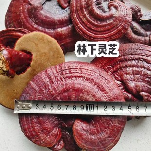 ���`֥ �������`֥������t�`֥�O���۳��`֥�ж��`֥Ƭ�Y����ˮ