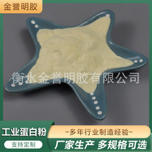 厂家供应工业水解明胶粉小分子工业明胶粉涂料用工业水解蛋白粉