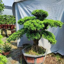 �_�h���S����������Gֲ�̨����ͥԺ�լ�Ϙ����͸ߙn�辰