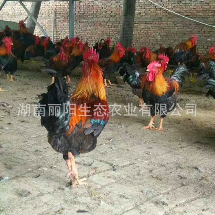 麻6鸡苗活体场地直卖快大型肉鸡苗麻红公鸡苗另有青脚麻鸡三黄鸡2