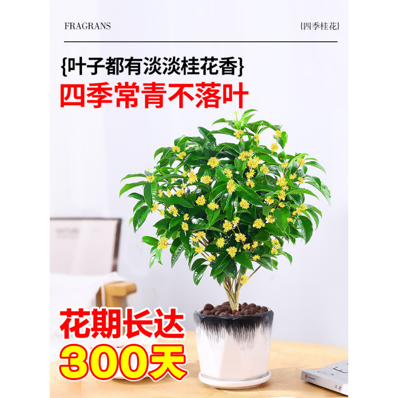 桂花树苗四季桂盆栽可食用开花不断室内阳台庭院浓香型花卉植物