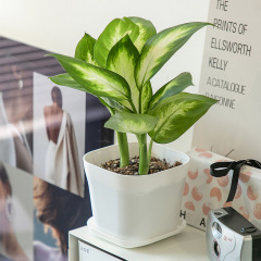 Gardening Seedling Small Plastic Pot White Square Pot Base Saucer Nordic Minimalist Resin Plastic Succulent Pot