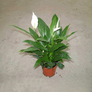 Base Wholesale White Calla Lily Perennial Herbaceous Plant Ground Cover Plant Wholesale