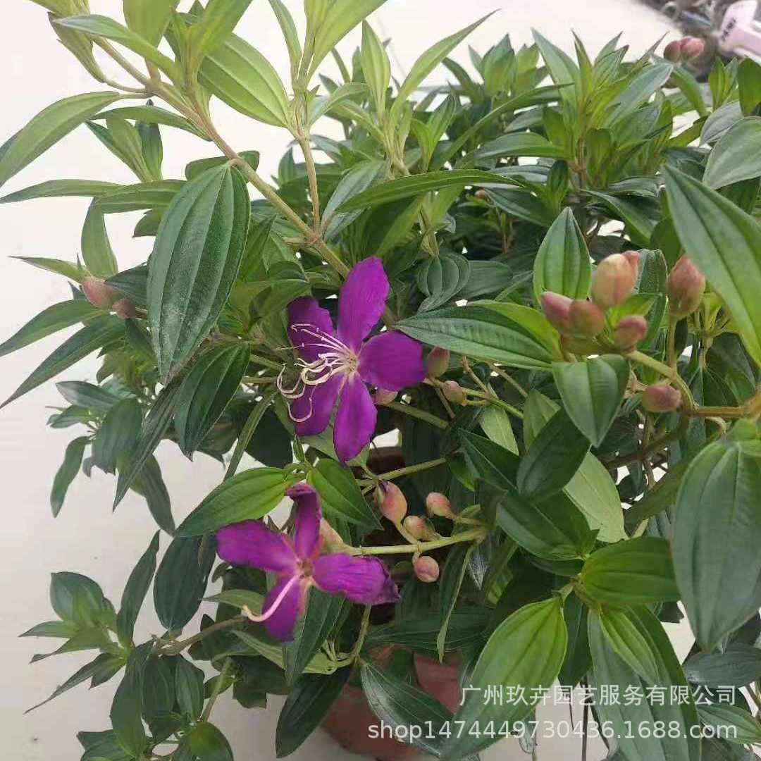 Дикий Пион цветок просмотр растений просмотр цветов небольшое растение в горшке Спальня Двор парк офис Рабочий стол Горшечное растение