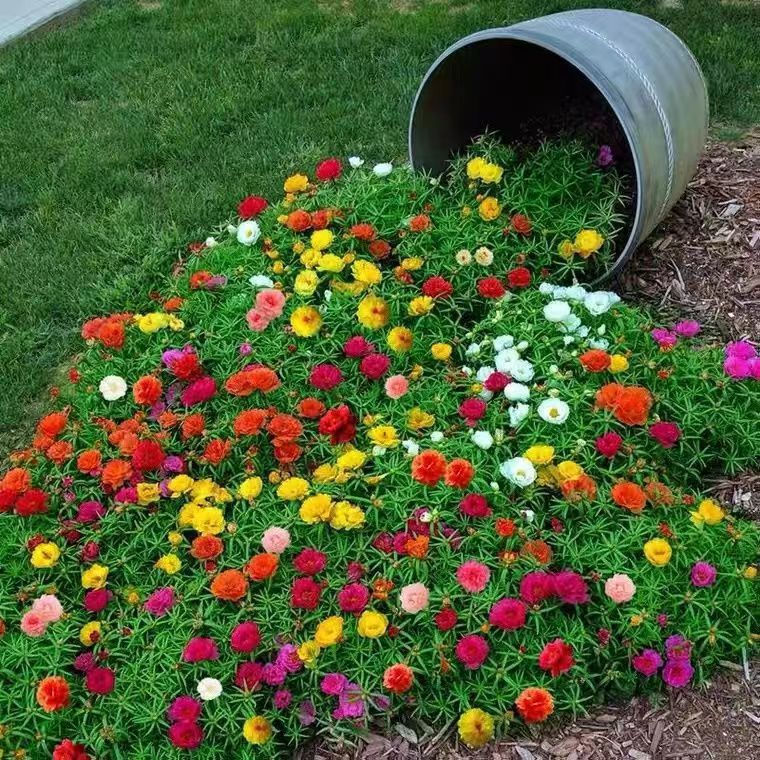 Venta al por mayor de semillas de flores y plantas eustoma malvarrosa peonía cobre dinero hierba margarita rosa sol peonía flor combinación de flores