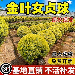 ���~Ůؑ�����С�~Ůؑ��ͥԺ�ͺ��G���L����h�ʠ����̾G��ֲ��