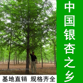 乔木;林业副产品