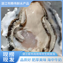 湛江生蚝乳山鮮活海蠣子貝殼商用乳山生蚝 鮮活牡蠣 活海海鮮水產
