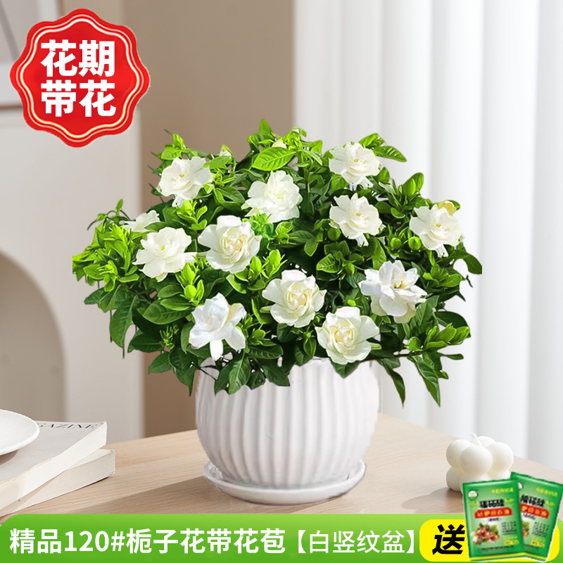 부티크 120#치자나무 개화기(세로무늬 도자기 화분)에 영양액을 공급