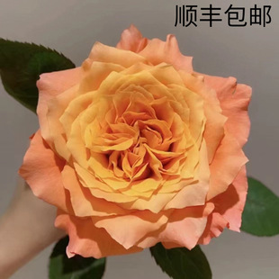 Firebird Brilliant Golden Coast Rare Rose Flowers Rose Cut Flowers Yunnan Kunming Dounan Base Straight Hair