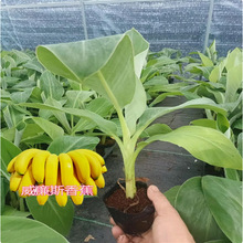 �O���۽��玧���V���l؛�н�9̖�㽶���ļ��Nֲ�t�㽶��ʵ۽���