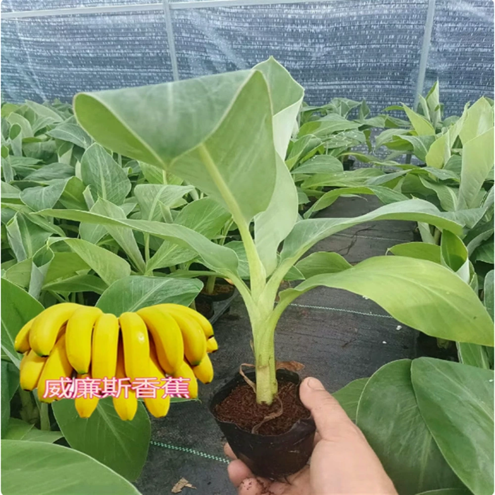 Чжунцзяо № 9 Банановая рассада Карликовые розовые банановые саженцы Итоги года Посадка четырех сезонов Розовые банановые саженцы на юге и севере