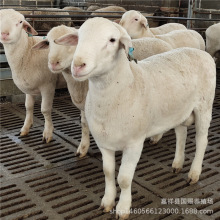 澳洲白 白头杜泊绵羊羊羔价格 澳寒杂交羊活羊苗 山东养羊场