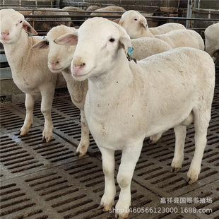 ���ް��� �d��С����m�ϱ������^�Bֳ ������ ���ް׾d��r��