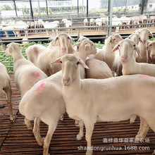 ���NСβ������� ����ĸ��N�����̥��ź��s���Bֳ��