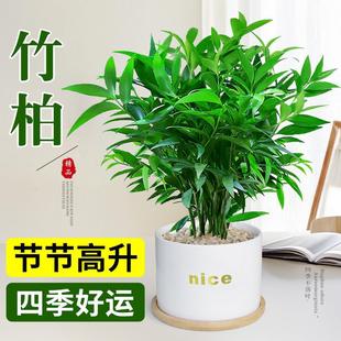 Bamboo and Cypress Potted Plants for Indoor Entrance, High-End Living Room, Balcony, Bedroom Desktop, Formaldehyde Removal Green Plants, Easy to Maintain in All Seasons