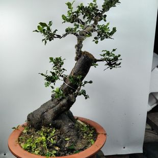 �������辰�옶СƷ��������҃ȿ͏d�Gֲ���f��ĸ����������