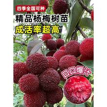 |÷玧̿ϱNֲڼ޽ˮɾӹ