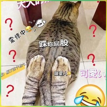 动物仿真袜子狗爪猫脚猫爪猫咪猫腿鸡爪袜子儿童网红同款搞怪高筒