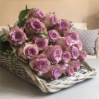 【跨境供货】阳台庭院盆栽大花月季苗多姿桃杯状花型蓝紫色浓香玫