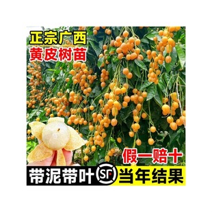 �V���SƤ�������ڼ�������ϱ����ļ��Nֲ������������Ԯ���Y��