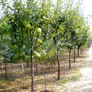 ����ľ�Ϙ���ľ�Ϻ������Ժ���Ժ�Nֲľ�Ϙ�ș��