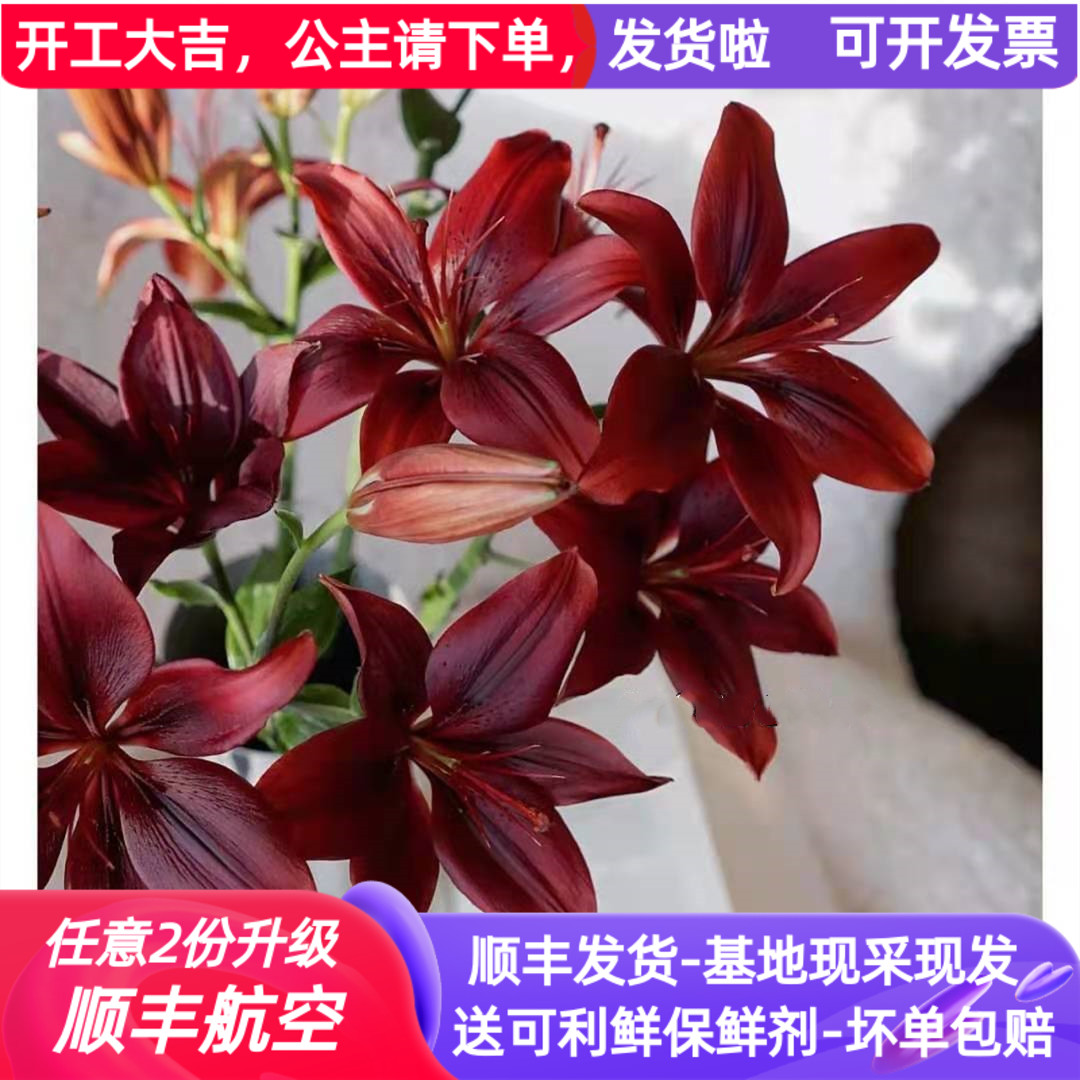 亚百合黑宝石云南昆明基地直发鲜花直批家用水养花束花苞斗南黑色