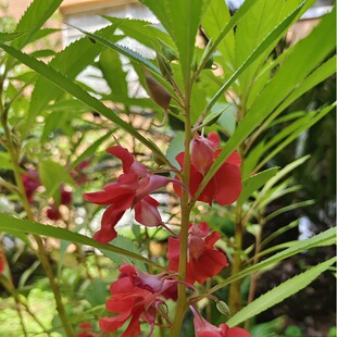 �P�ɻ��N�� ָ�׻��N���̨����ͥԺ�����׷N���ѻ����߻�