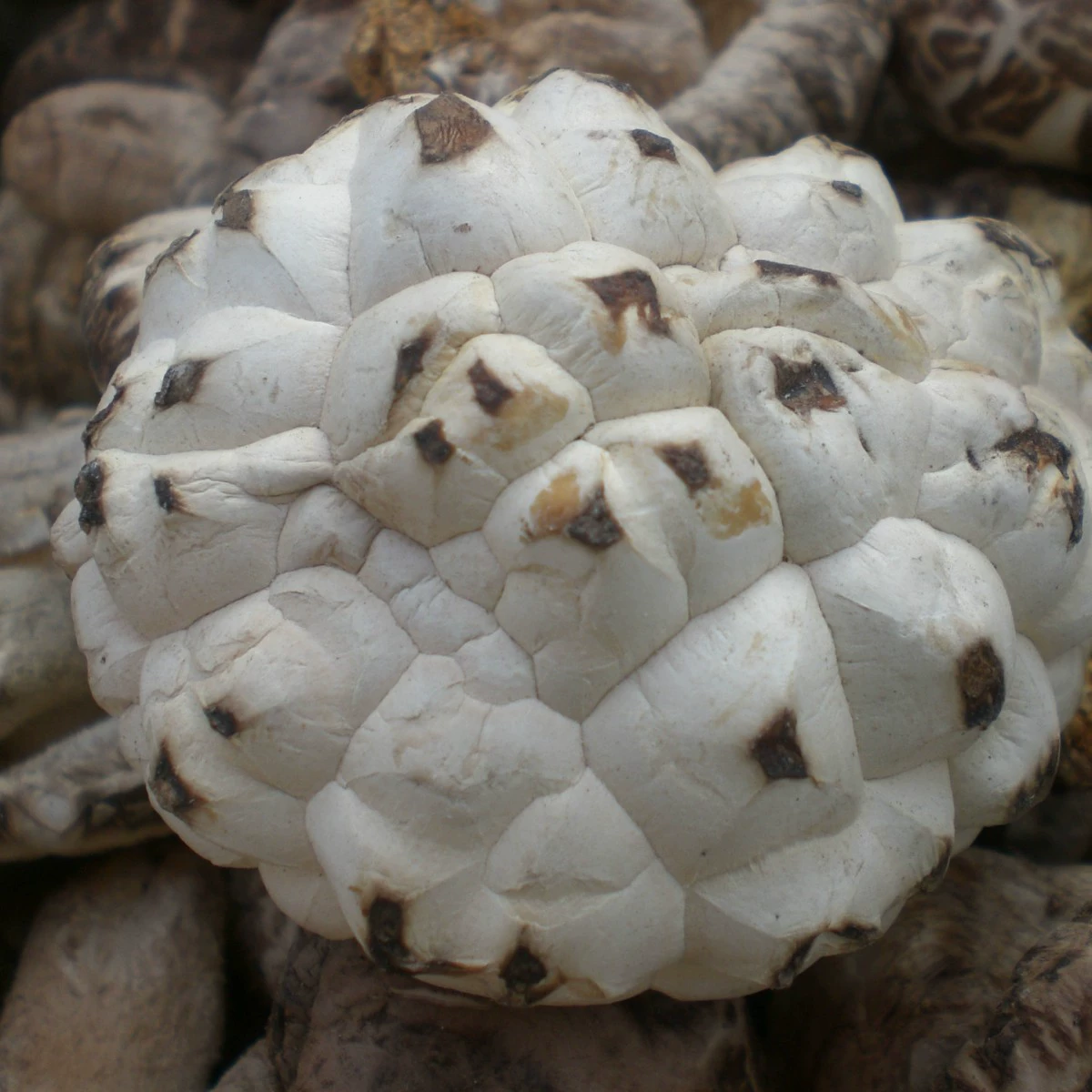 Западный Шэньси дикий сыпучий сушеный гриб