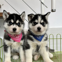 自家繁殖精品哈士奇三把火活体幼犬雪橇犬蓝眼睛哈士奇多少钱一只