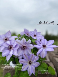Garden Clematis Avenue Iron Dwarf Fenghua Cold-Resistant and Heat-Resistant Clematis 4 Pieces Free Shipping Starting from 2 Pieces
