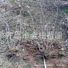 批发多季刺玫容器杯扦插小苗丛生四季玫瑰大墩刺梅树苗盆栽月季