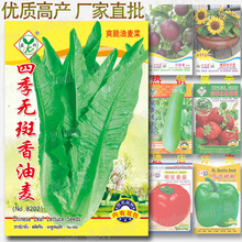 四季无斑油麦菜种籽 约6000粒 油香麦 香油唛 油麦 蔬菜种子批发