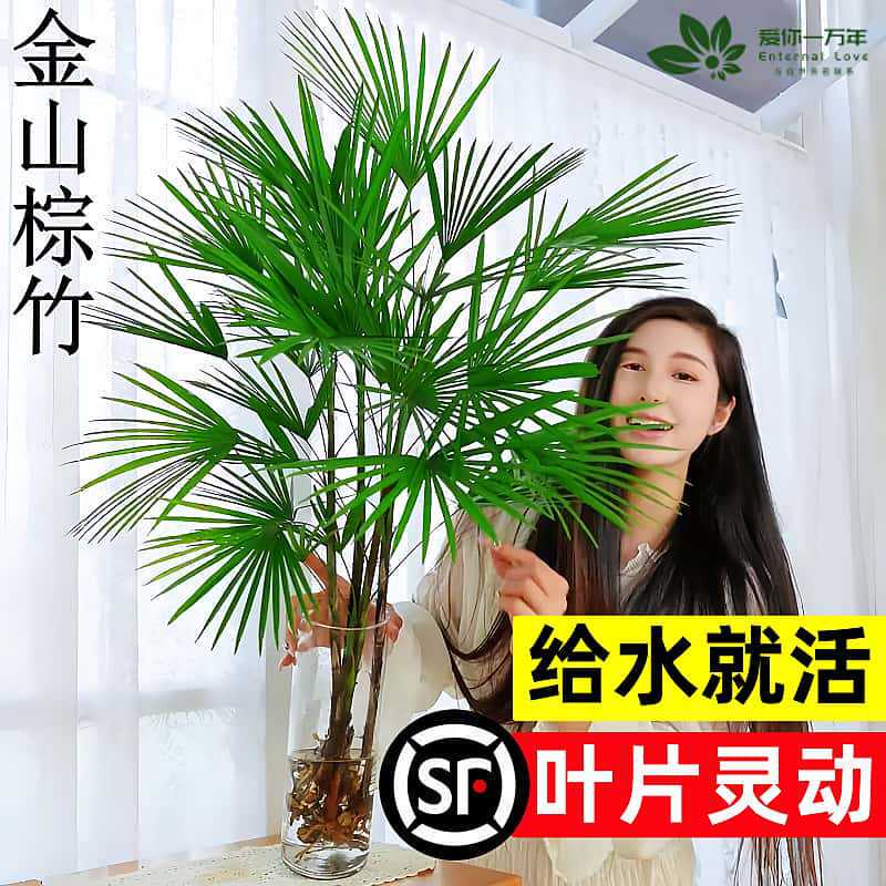 Golden Bamboo Hydroponic Plant Potted Wealth Bamboo Indoor Easy to Care for Living Room Large Fortune-Attracting Home Bamboo Green Plant